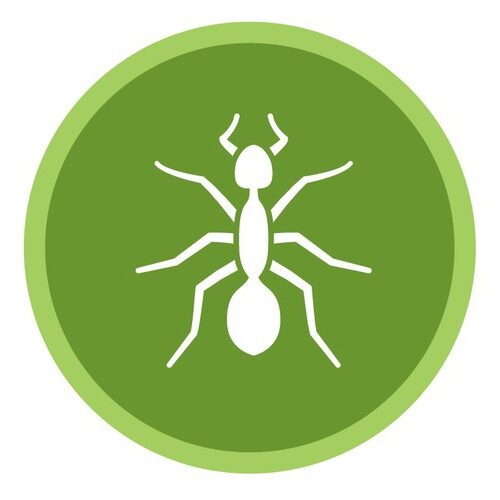 ASL Pest Control Sydney Ants