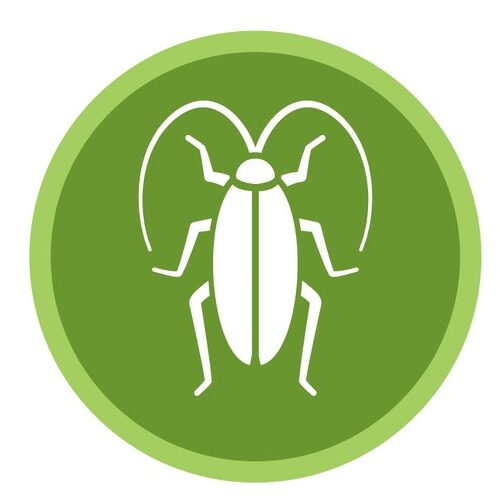 ASL Pest Control Sydney Cockroach