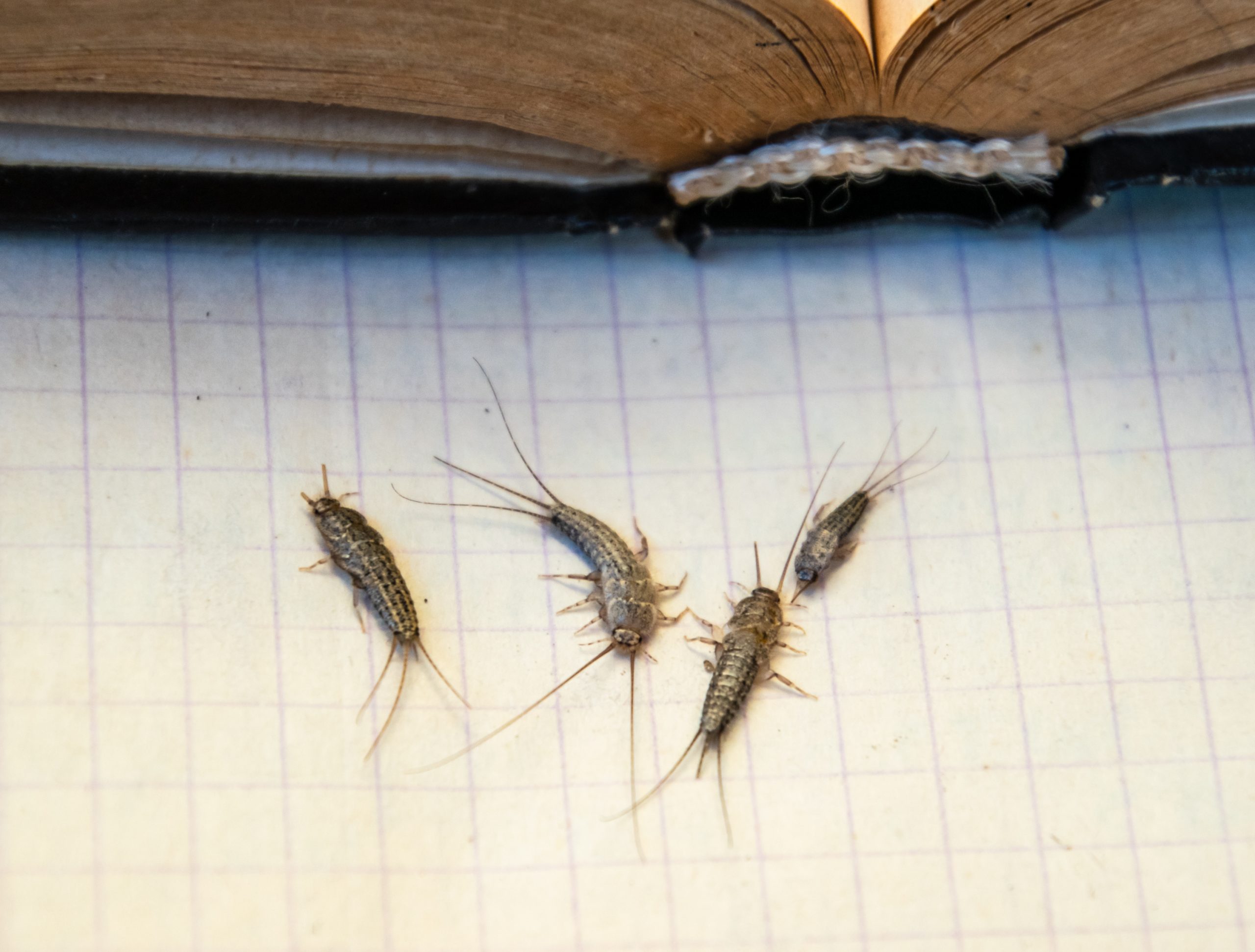 Silverfish ASL Pest Control Sydney