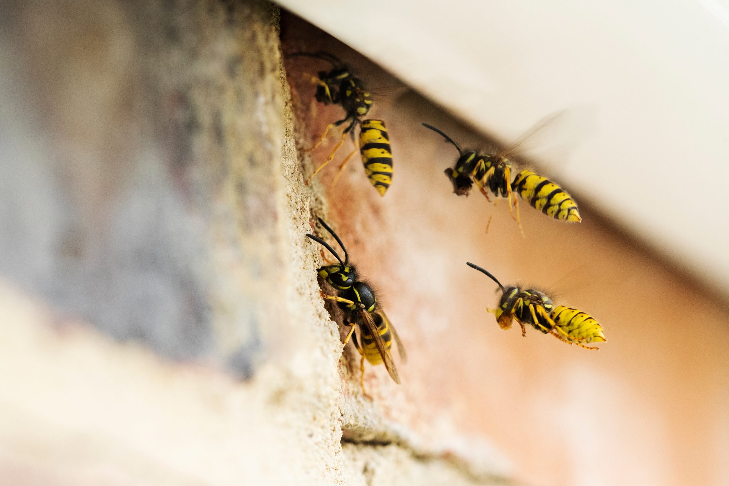 ASL Pest Control Sydney wasp pest control