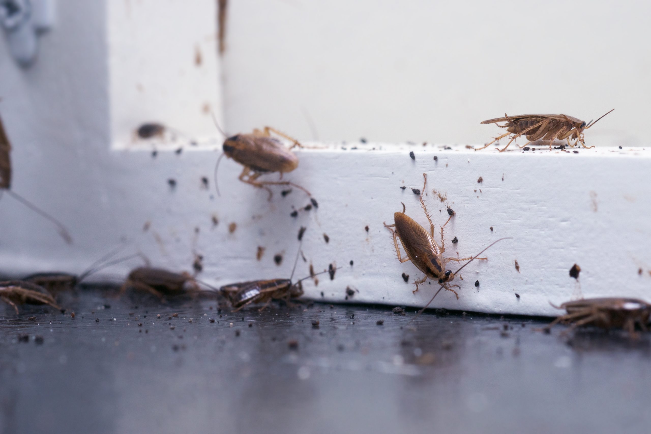 German cockroach pest control Sydney