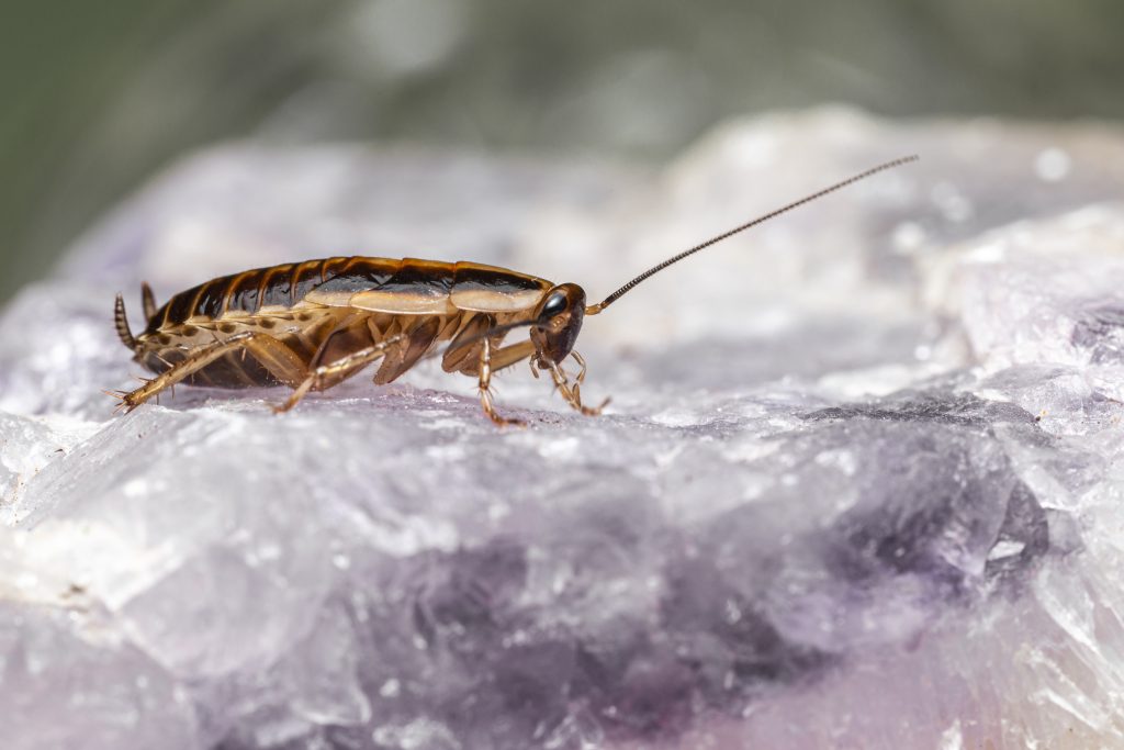 german cockroach pest control sydney