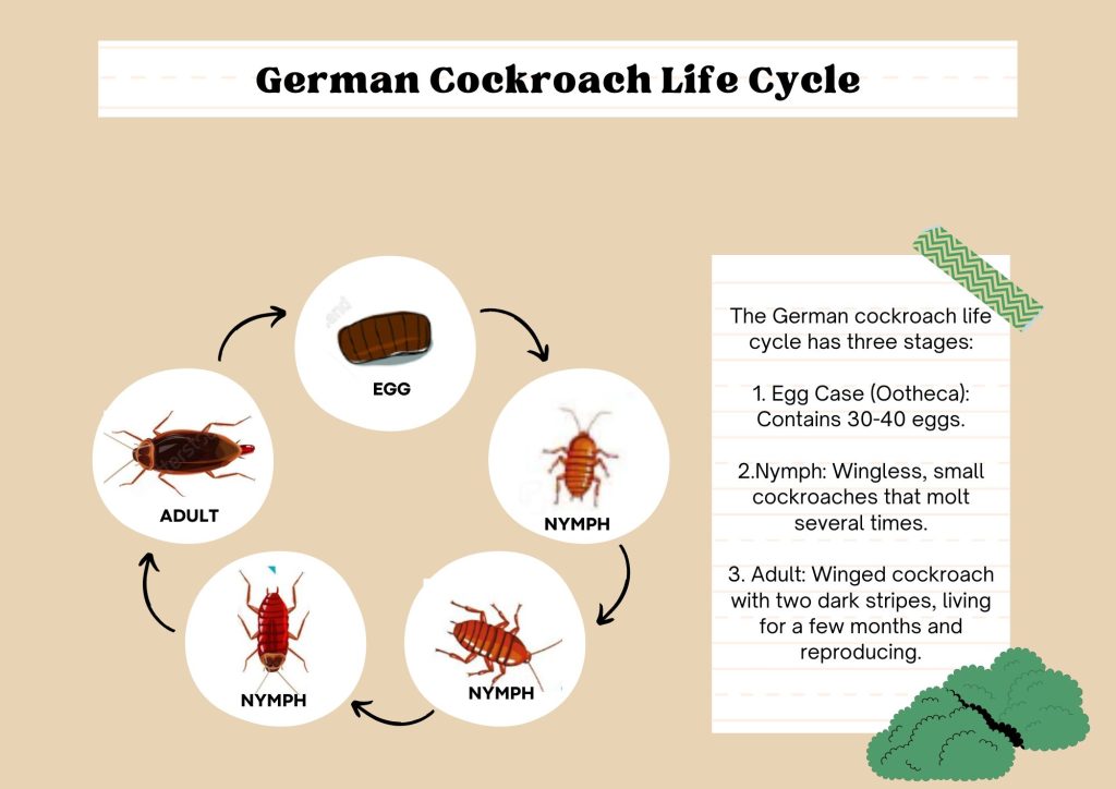 German cockroach lifecycle