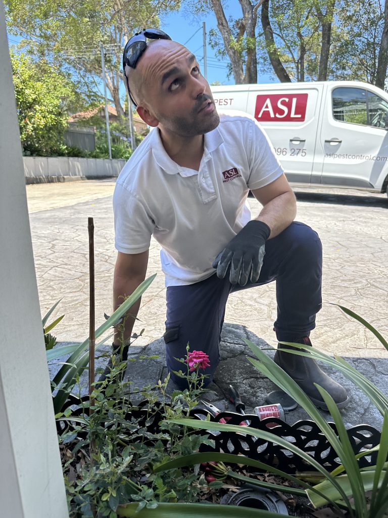 Pest Control Leichhardt
