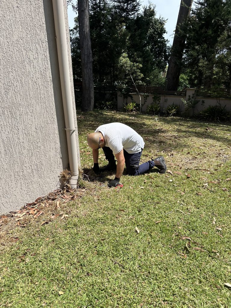 Pest Control Hurlstone Park