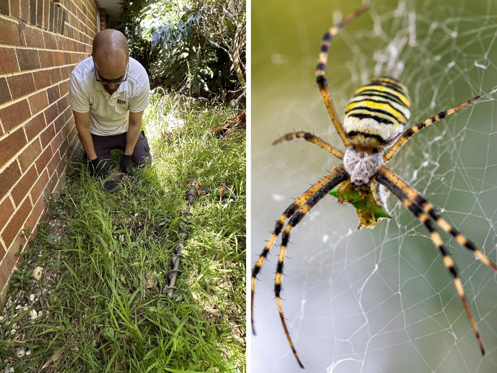 pest control Earlwood