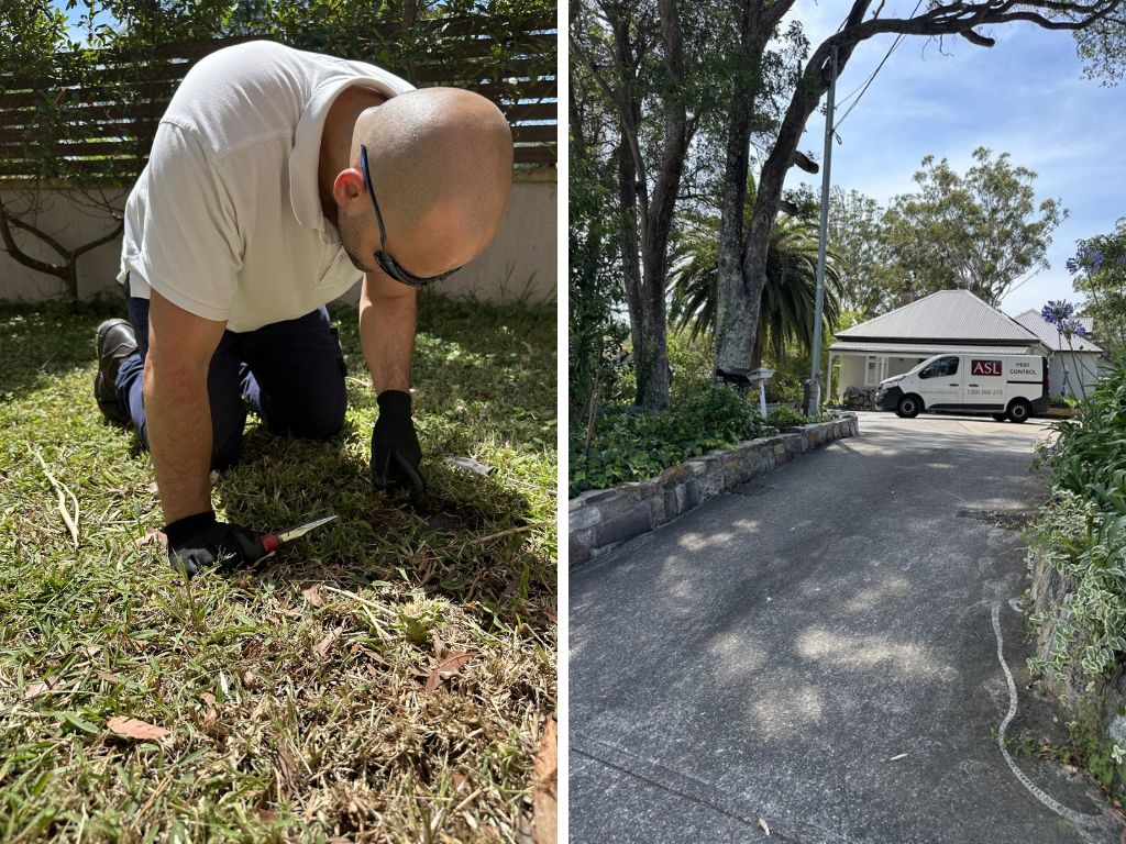 pest control Glebe