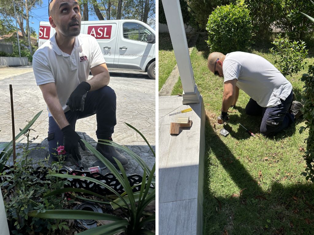 pest control leichhardt
