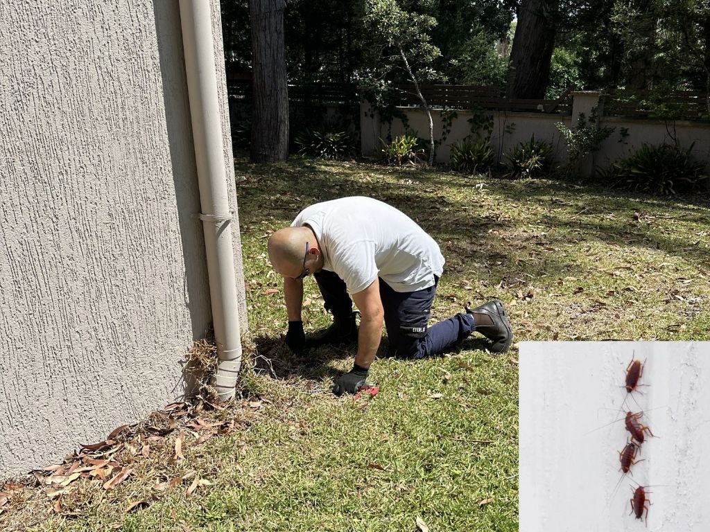 pest control enmore