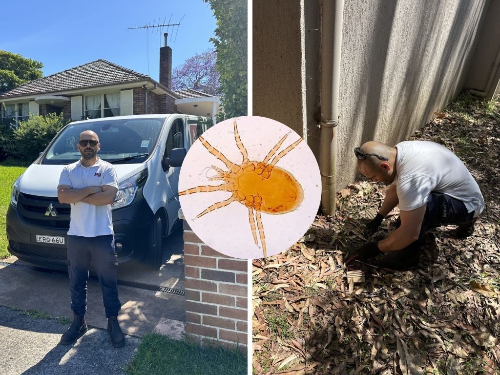 pest control forest lodge