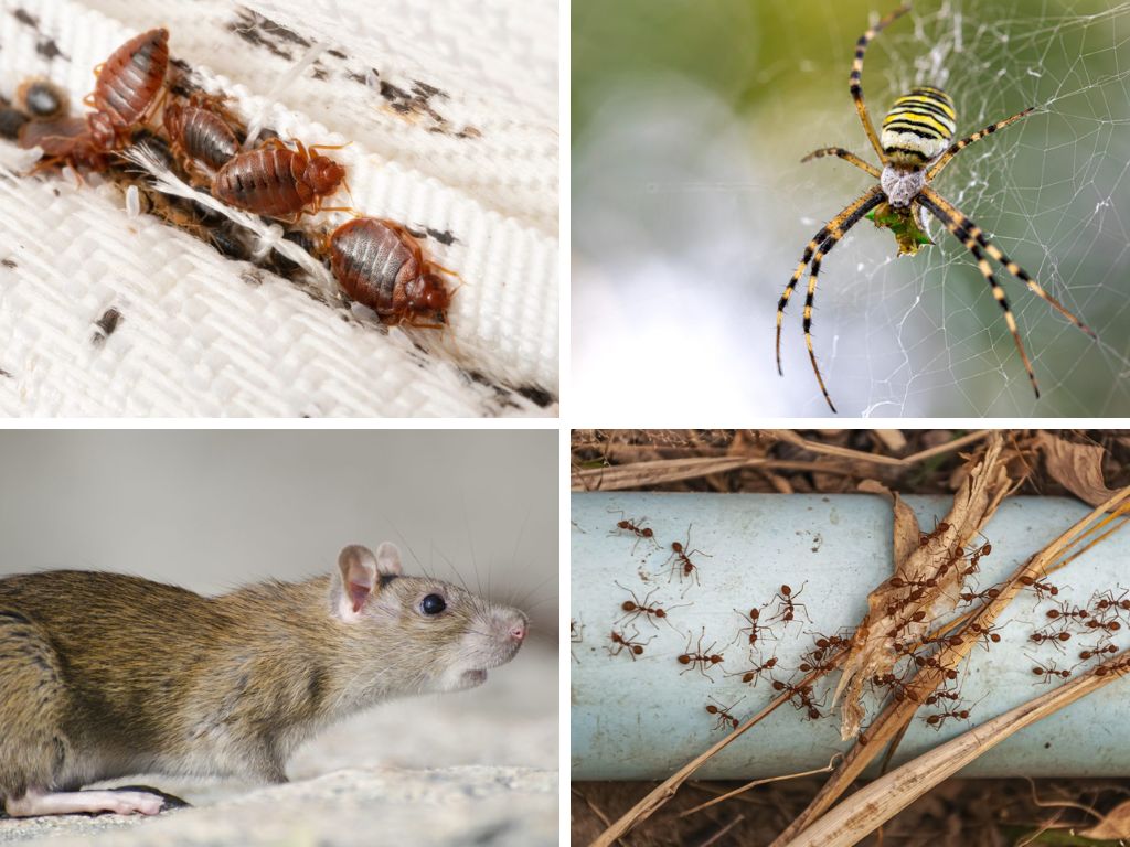 pest control marrickville