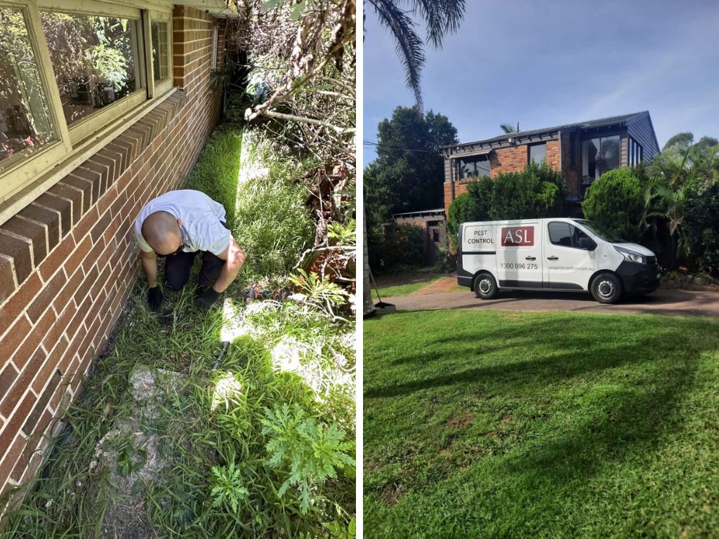 pest control mortlake