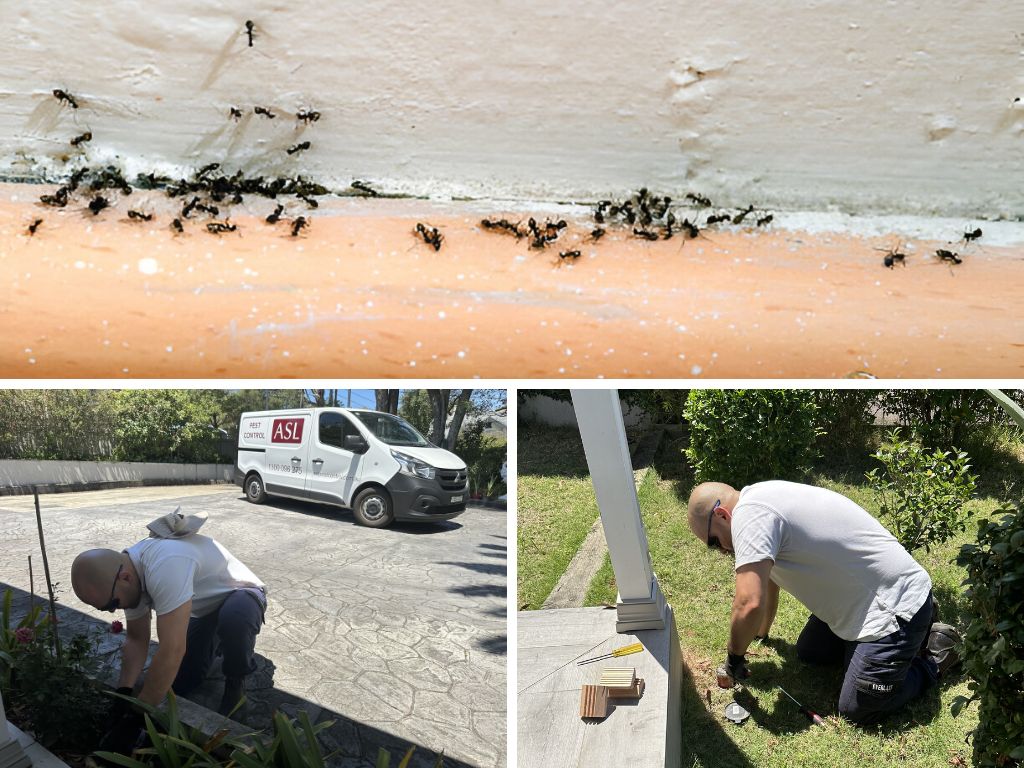 pest control newtown